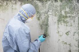 Best Basement Mold Removal  in Hewitt, TX